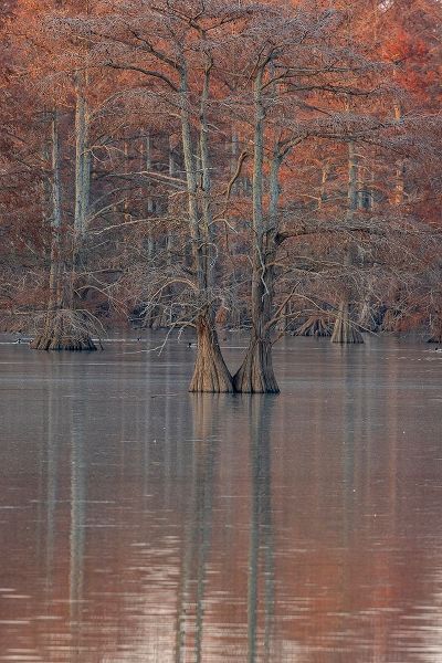 Cypress trees in fall Horseshoe Lake State Fish and Wildlife Area-Alexander County-Illinois